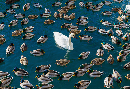 Large amounts of ducks and swans. A concept for 'The odd one out'