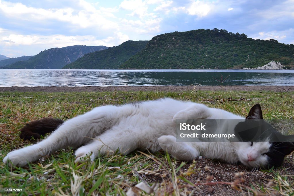 Cat on the beach 2015 Stock Photo