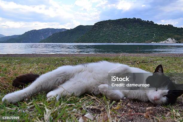 Cat On The Beach Stock Photo - Download Image Now - 2015, Animal, Arms Outstretched