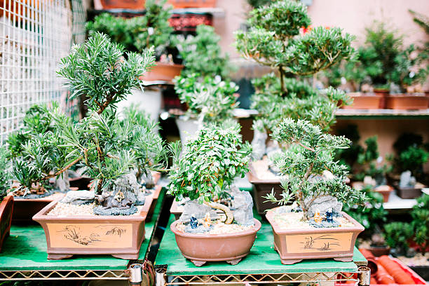 istock Bonsai trees, Mong Kok, Hong Kong 533477001