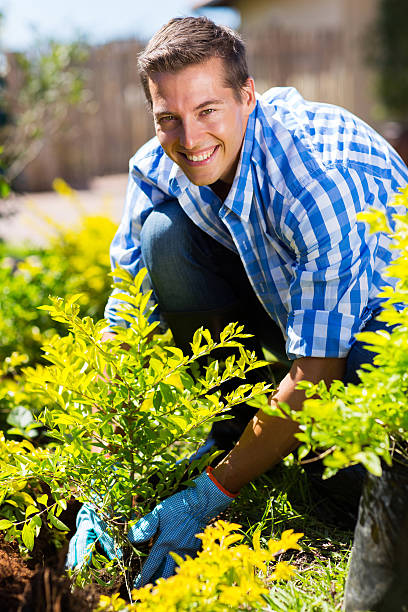 istock man planting shrub in garden 533477527