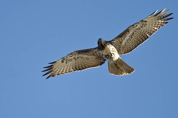 red-tailed hawk suchen den himmel, wie er fliegt - red tailed boa stock-fotos und bilder