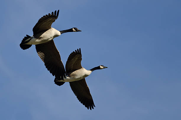 istock Two Canada Geese Flying in a Blue Sky 533477649