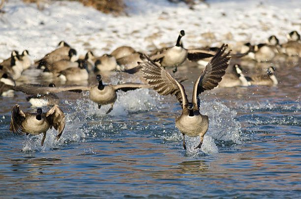 istock Flock of Canada Geese Taking Off From a Winter River 533477655