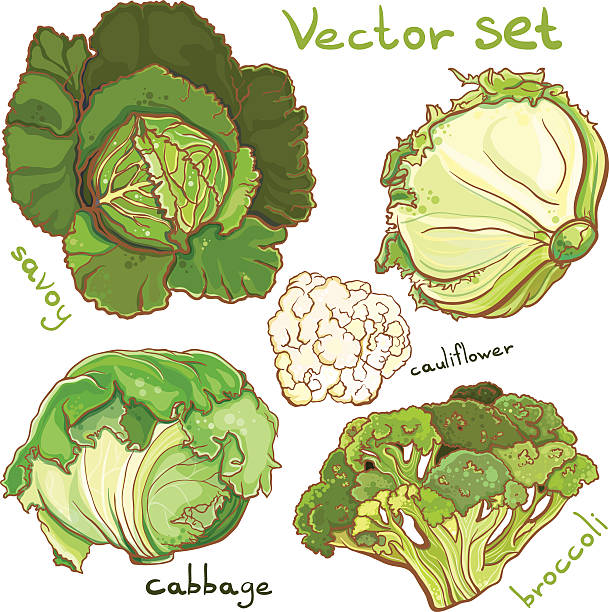 wektor zestaw z kapusty, kalafiory, cole, kapusta włoska, - savoy cabbage stock illustrations