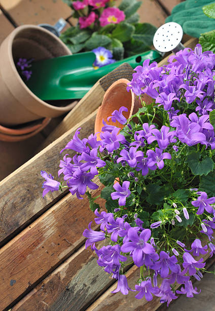istock bellflowers and gardening 533478307
