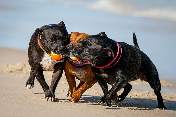 istock Staffordshire Bull Terriers 533479263