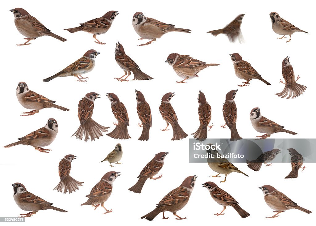 sparrow sparrow on a white background Sparrow Stock Photo