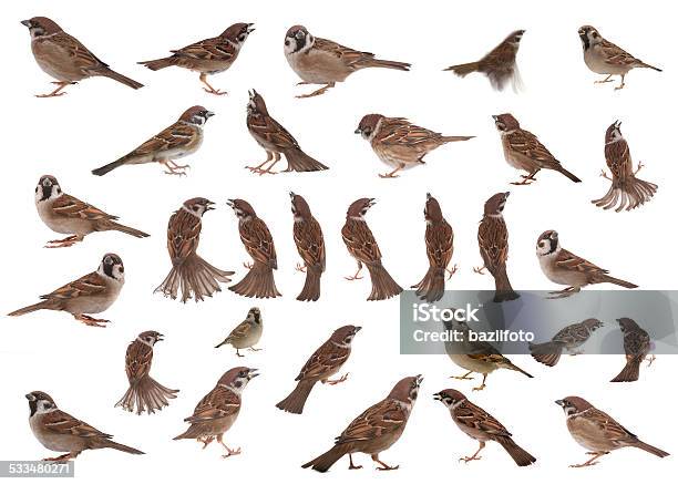 Sparrow Stock Photo - Download Image Now - Sparrow, Mockingbird, White Background