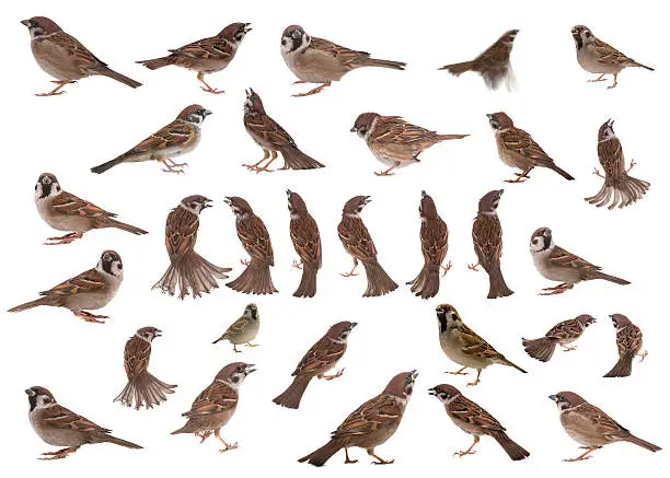 Photo of sparrow