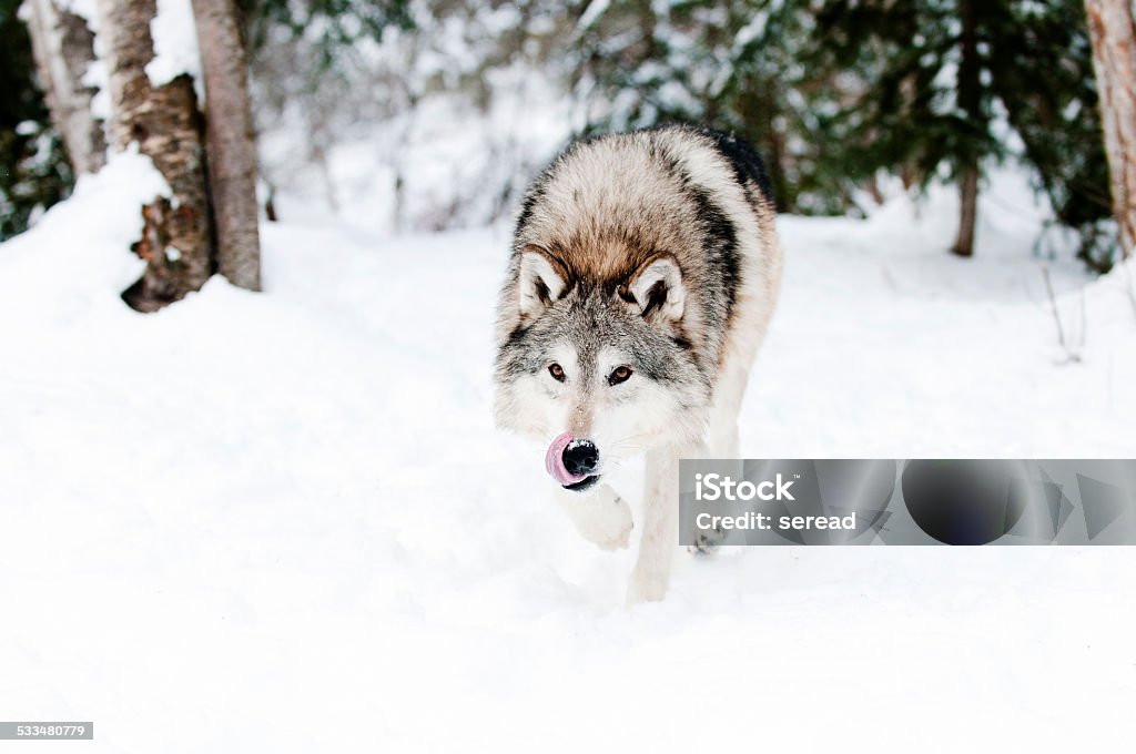 Rondar Wolf - Foto de stock de Lobo libre de derechos