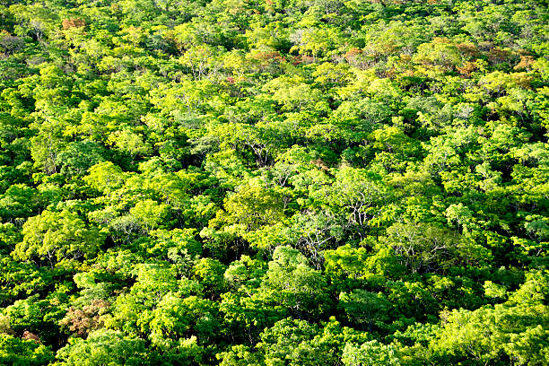istock Background - Brachystegia Woodlands, Malawi, Africa 533481005