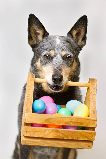 Blue Heeler Dog holding Easter Basket with Eggs stock photo