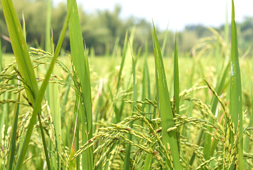 Closeup of the rice field