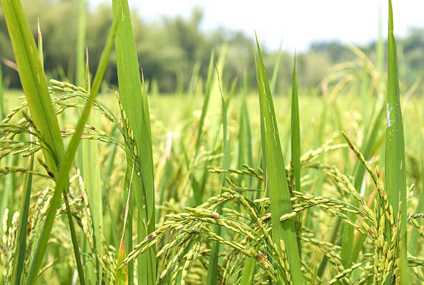 Rice Field Closeup stock photo