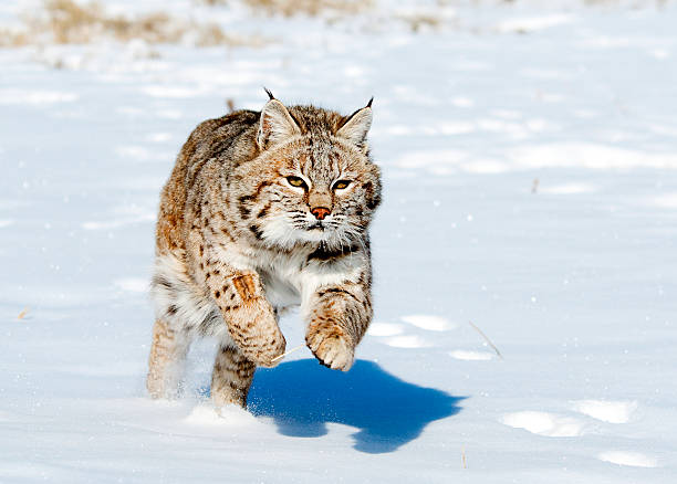 Bobcat in Winter Bobcat in fresh snow prowling stock pictures, royalty-free photos & images
