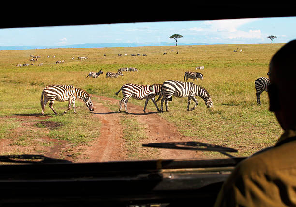 istock Safari in Africa 533499361