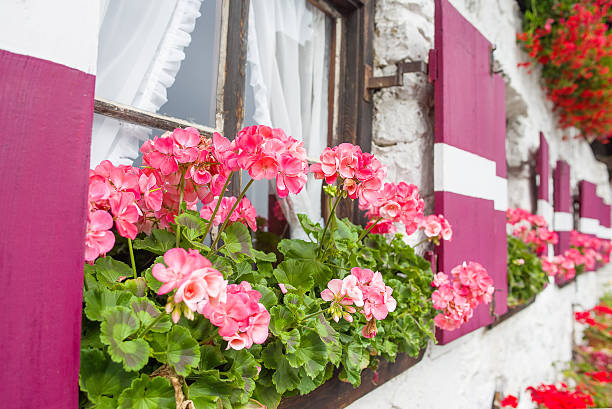 istock pink geraniums in pots on the windowsill 533499371
