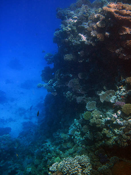Red Sea life