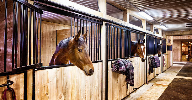 Curious horses in indoors stall at stables Curious horses in indoors stall at stables. Letterbox composition. corral photos stock pictures, royalty-free photos & images
