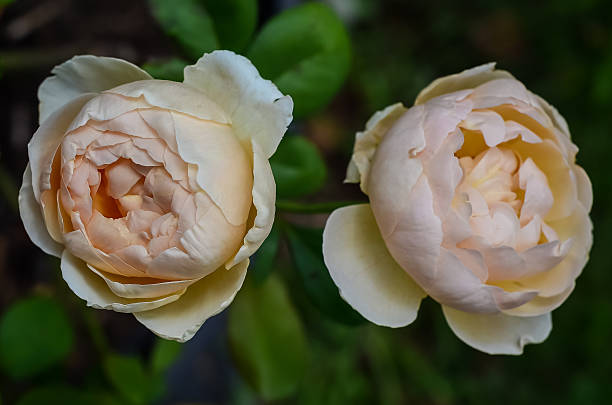 Close-Up of English Roses - Jude the Obscure A close-up of the David Austin rose 'Jude the Obscure' in bloom. english rose stock pictures, royalty-free photos & images