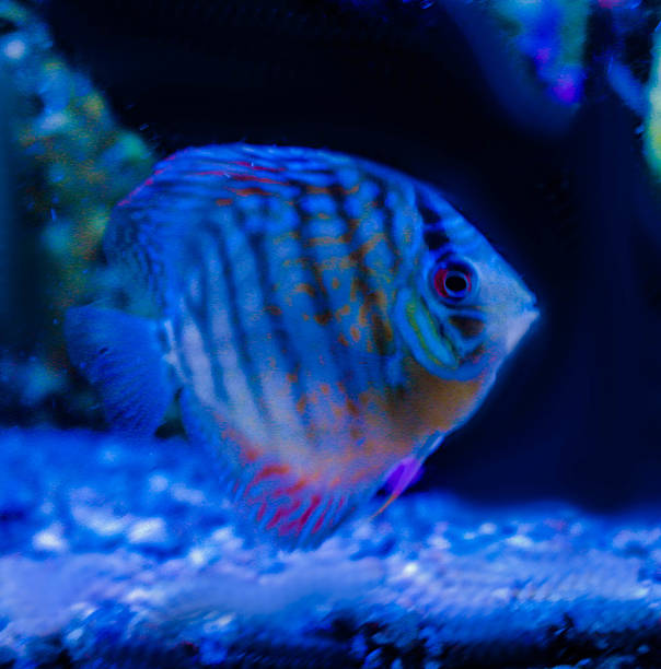 Discus Fish Cobalt Simphysodon stock photo