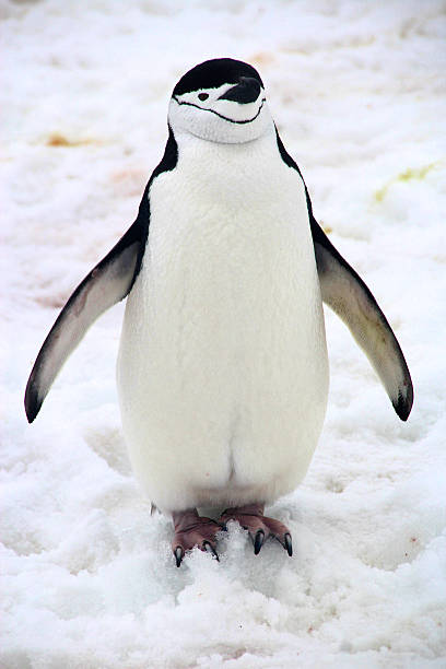 istock Chinstrap penguin, Half Moon Island, Antarctica 533503275