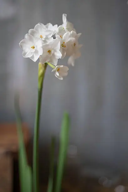 Close-up of paperwhite narcissus flowers against a grey steel background.