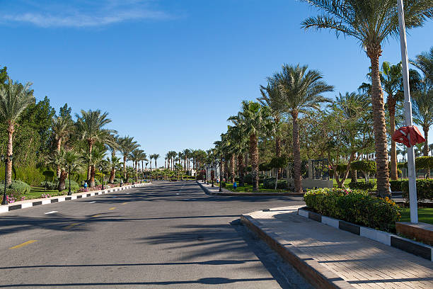 istock Palm trees in Sharm el-Sheikh, Egypt 533503939