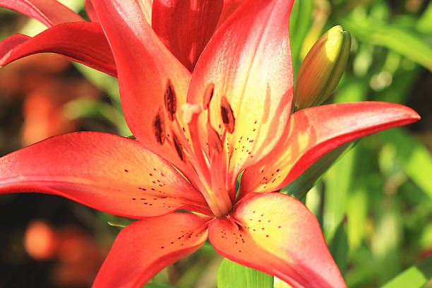 istock Easter Lily,Longflower Lily 533504129