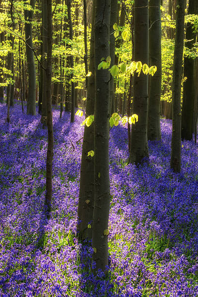 istock Beautiful morning in Spring bluebell forest with sun beams throu 533505011