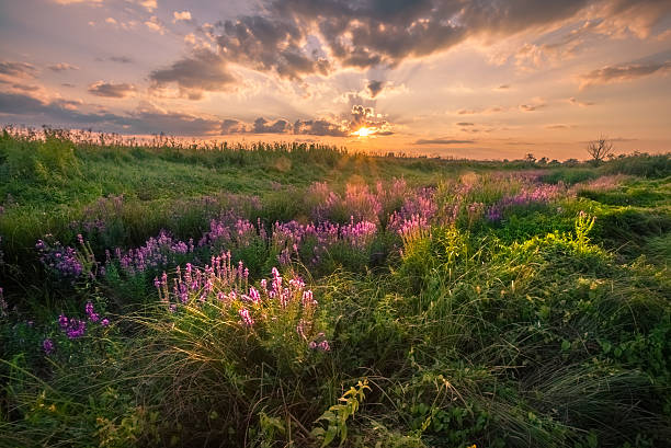istock Landscape, sunny dawn, sunrays in fog 533505027