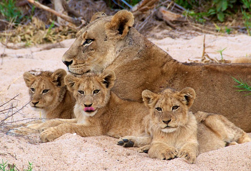 Southern African lions, three cubs with their mother, relaxing together on a sandy river bed at dusk.