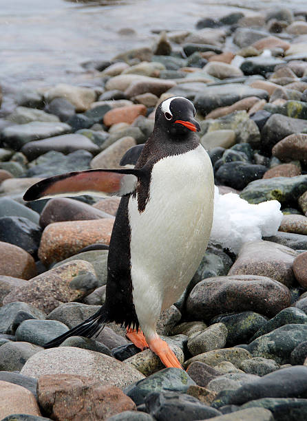 eselspinguin, insel cuverville island, der antarktis - pebble gentoo penguin antarctica penguin stock-fotos und bilder