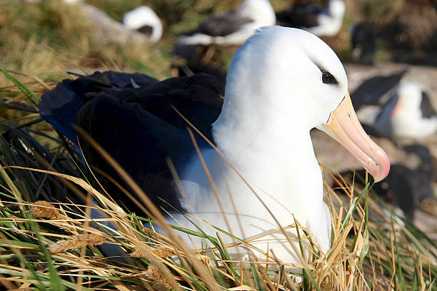 albatros ojeroso, isla carcass, las islas malvinas - falkland island fotografías e imágenes de stock