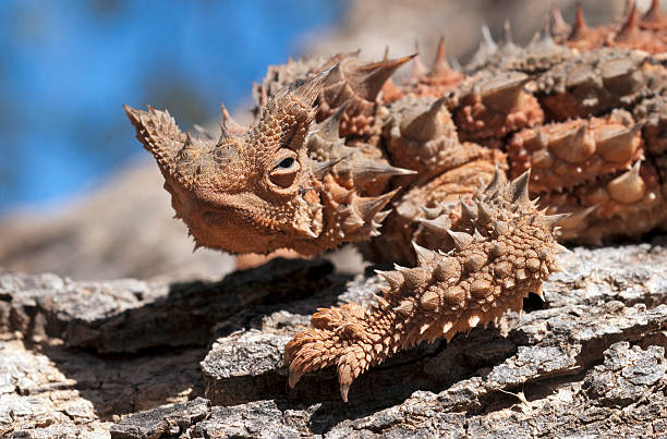 가시악마 도마뱀 - thorny devil lizard 뉴스 사진 이미지