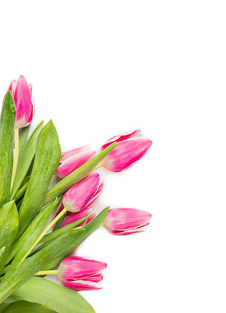istock Pink tulips bunch floral corner border on white background 533515241