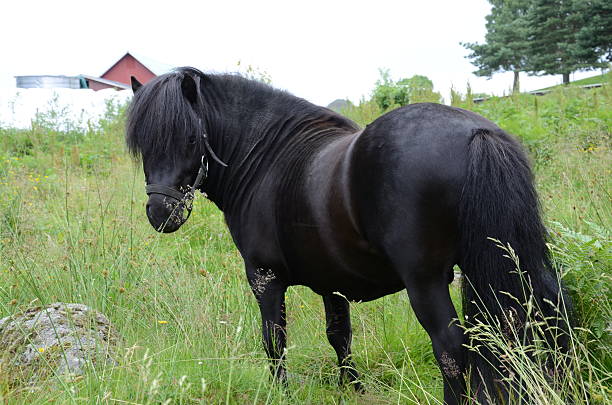 Black stallion Black little stallion in meadow grimma stock pictures, royalty-free photos & images
