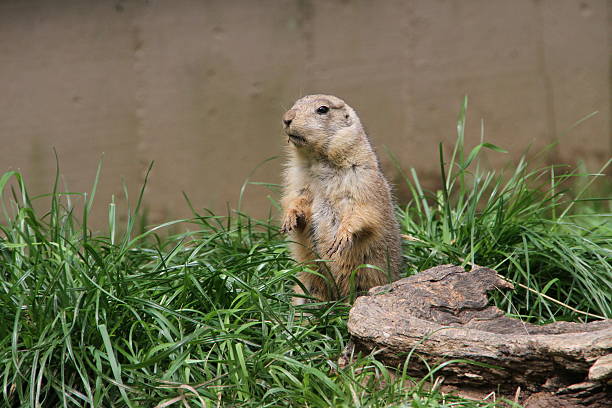 istock Marmot stood in a ridiculous position 533516207