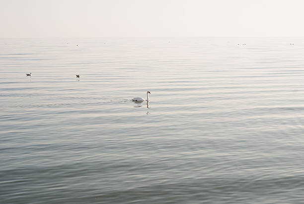 istock Swan and seagulls on the sea 533516511