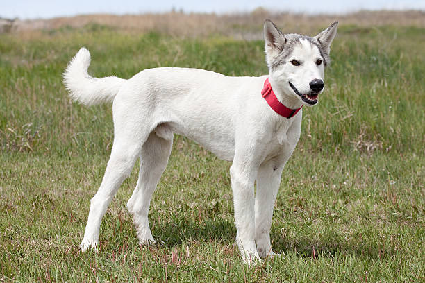 Siberian Husky dog standing outdoors in grassy field.