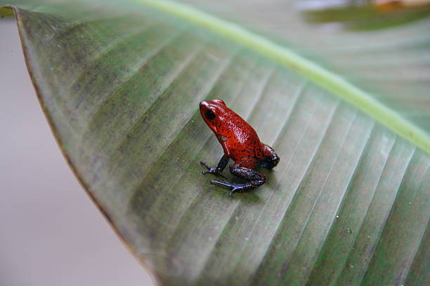 Strawberry poison-dart frog, Tortuguero National Park, Costa Rica Strawberry poison-dart frog, Tortuguero National Park, Costa Rica puerto limon stock pictures, royalty-free photos & images