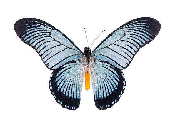 istock Swallowtail butterfly papilio zalmoxis isolated on white 533518219