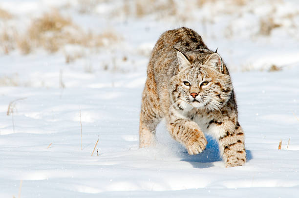 Bobcat in winter Bobcat in fresh snow prowling stock pictures, royalty-free photos & images