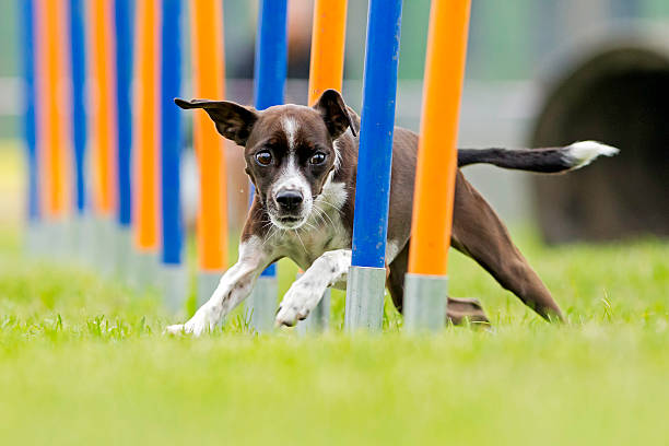 Dog sport Doing agility dog agility stock pictures, royalty-free photos & images