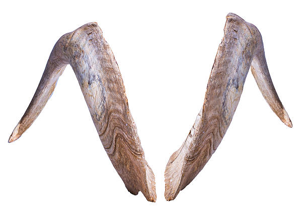 istock horns of a goat 533521669