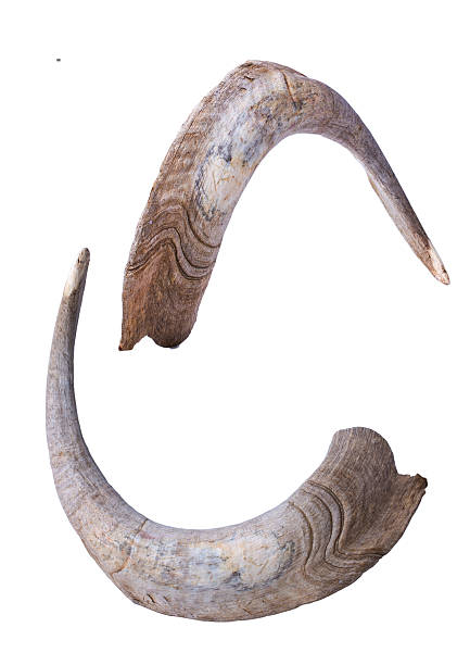 istock horns of a goat 533521671