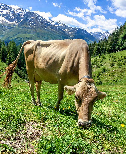 istock Cow in the Alps 533522345