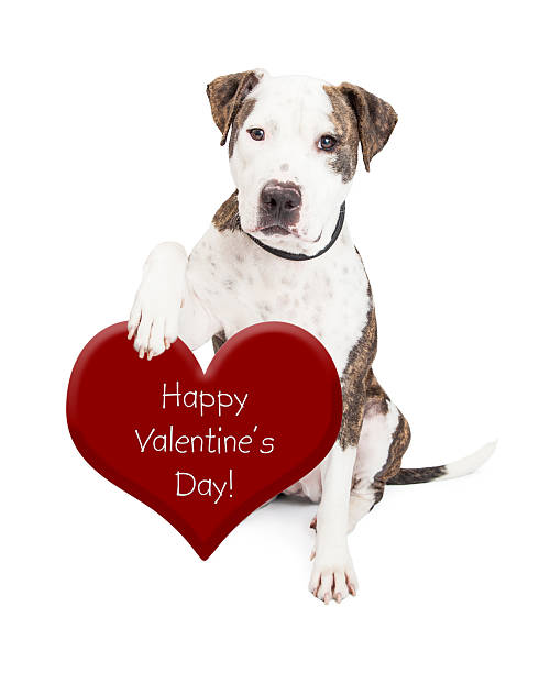 istock Pit Bull Dog Valentines Day Heart 533523055