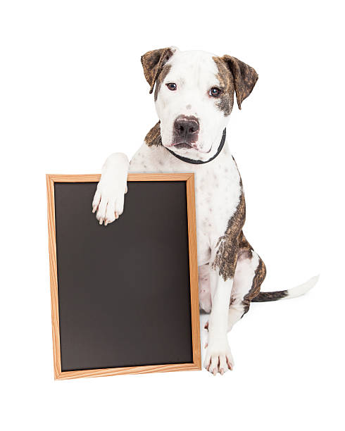 istock Pit Bull Dog Holding Chalk Board 533523065